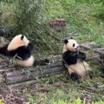 From Chengdu: Leshan Giant Buddha and Panda Base Day Trip - Why This Tour Offers Good Value