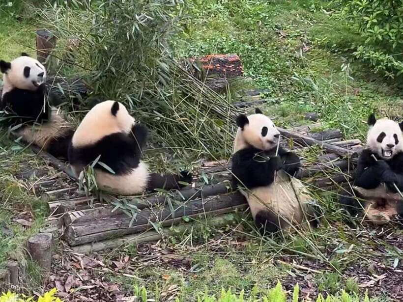 From Chengdu: Leshan Giant Buddha and Panda Base Day Trip - Why This Tour Offers Good Value