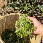 From Chengdu: Tea Garden, Bamboo Weaving & Ancient Town Tour - Discovering Sichuan’s Countryside: A Full Breakdown