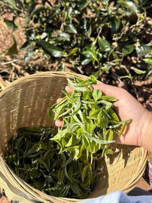 From Chengdu: Tea Garden, Bamboo Weaving & Ancient Town Tour - Discovering Sichuan’s Countryside: A Full Breakdown