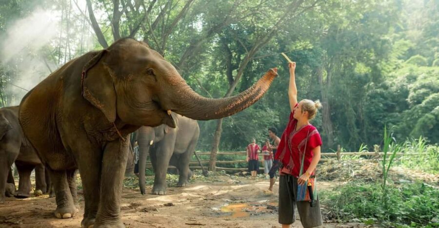 From Chiang Mai: Kerchor Eco Elephant Park Tour - A Detailed Breakdown of the Itinerary