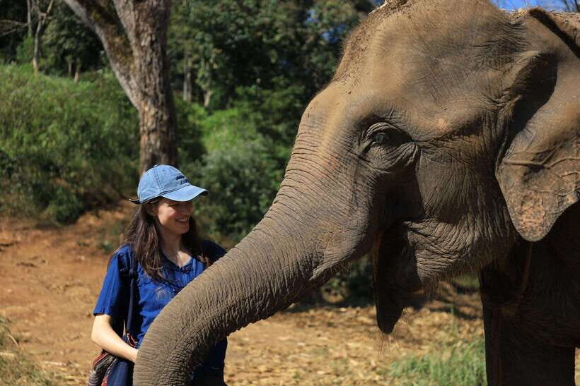 From Chiang Mai: Living Green Elephant Sanctuary Tour - Why This Tour Offers Good Value