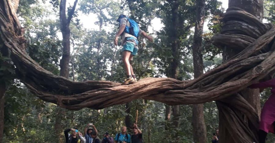 From Chitwan: Day Tour Jeep Safari+Canoeing+Jungle walk - A Deep Dive into the Chitwan Day Tour