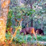 From Chitwan: Half Day Caneoing & jungle walk with Guide - Who Should Consider This Tour?