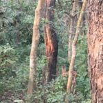 From Chitwan : Half Day Jeep Safari Tour - Cultural Encounters and Local Insights