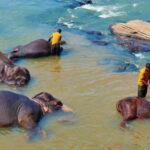 From Colombo - Day Trip to Kandy/ Pinnwala/ Royal Gardens - Who Would Love This Tour?