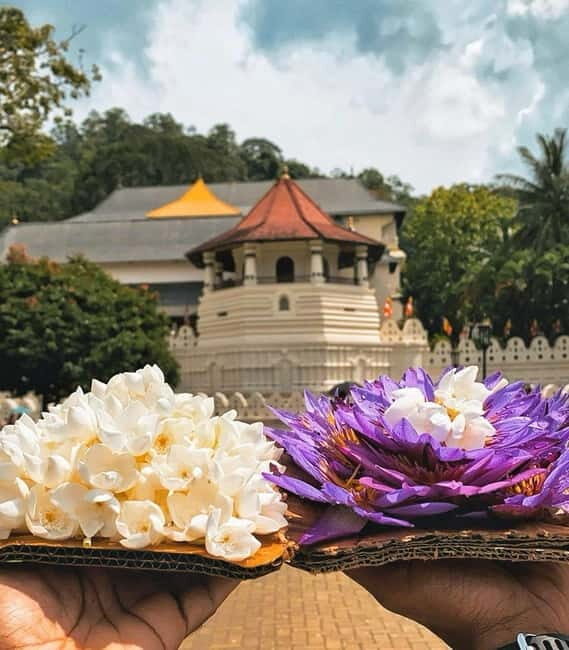 From Colombo: Kandy and Pinnawala Orphanage Short Excursions - The Sum Up: Who Should Consider This Tour?