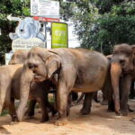 From Colombo: Kandy, Pinnawala and Tea Factory Full-Day Trip - Detailed Review of the Tour Experience