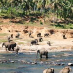 From Colombo: Kandy, Pinnawala and Tea Factory Full-Day Trip - Authentic Experiences and Noteworthy Insights