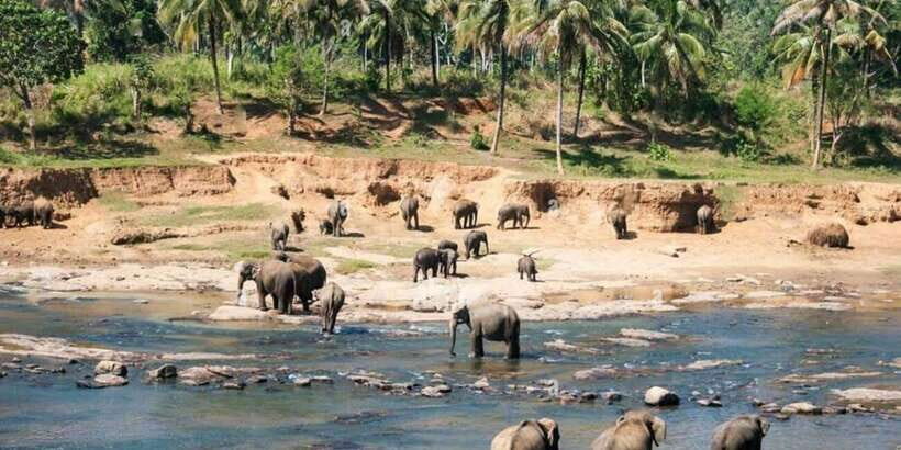 From Colombo: Kandy, Pinnawala and Tea Factory Full-Day Trip - Authentic Experiences and Noteworthy Insights