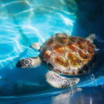 From Colombo/Negombo: Galle, Madu River, and Turtle Hatchery - Practical Details and Tips