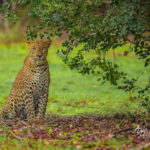 From Colombo/Negombo: Wilpattu National Park 4x4 Safari Tour - Whats Included and Whats Not