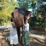 From Colombo or Negombo: Pinnawala, Kandy & Tea Factory Tour - Practical Details You Need to Know