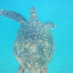 From Colombo: Relaxing 3-Day South Coast Beach Hotel Stay - FAQ