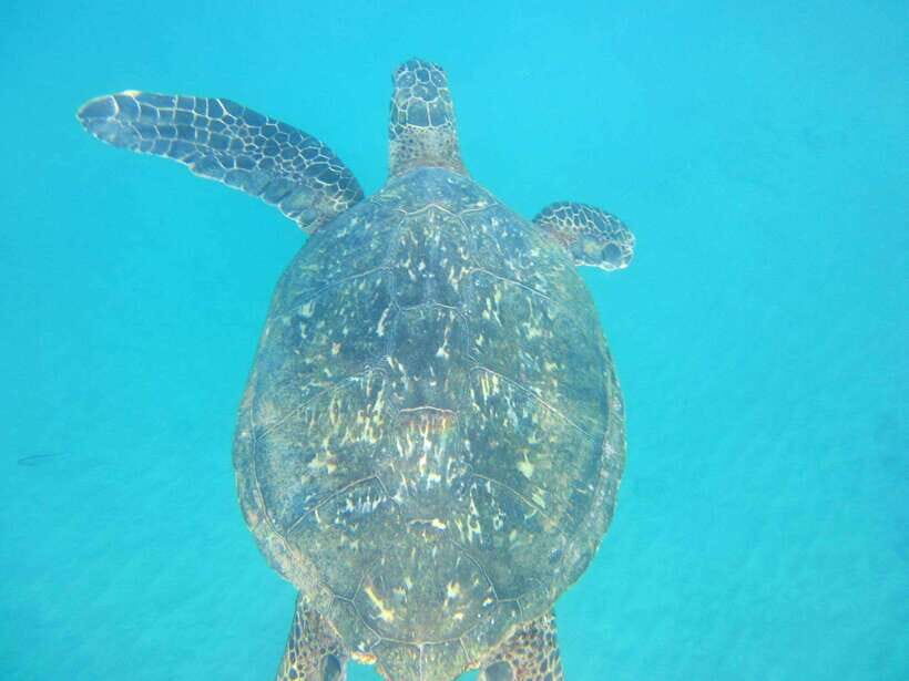 From Colombo: Relaxing 3-Day South Coast Beach Hotel Stay - FAQ