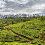 From Colombo: Sri Lanka Heritage 5-day Private Tour - What Makes This Tour Stand Out