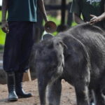 From Colombo: Udawalawe Park and Elephants Orphanage - In-Depth Review: What to Expect on This Tour