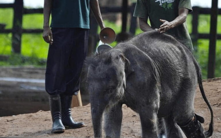 From Colombo: Udawalawe Park and Elephants Orphanage - In-Depth Review: What to Expect on This Tour