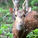 From Colombo: Wilpattu National Park Safari - An In-Depth Look at the Wilpattu Safari Experience