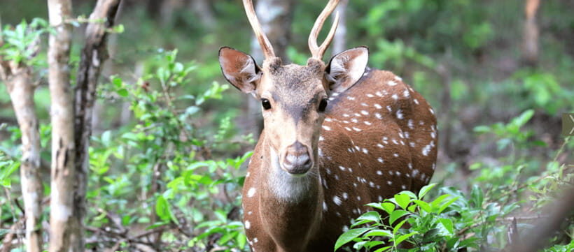 From Colombo: Wilpattu National Park Safari - An In-Depth Look at the Wilpattu Safari Experience