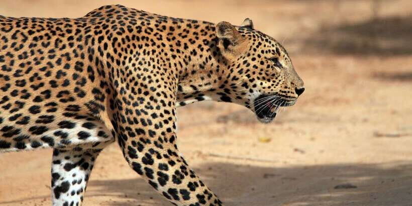 From Colombo: Yala National Park Safari with Transfer - An In-Depth Look at the Yala Safari Experience