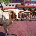 From Dallas: Fort Worth Guided Day Tour - A Closer Look at the Fort Worth Day Tour