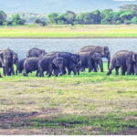 From Dambulla: Full Day Safari at Minneriya National Park - Birdwatching and Biodiversity