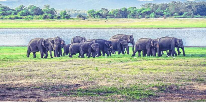 From Dambulla: Full Day Safari at Minneriya National Park - Birdwatching and Biodiversity
