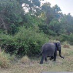 From Dambulla: Minneriya National Park wild Jeep Safari - What Animals and Birds Will You See?