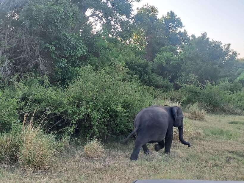 From Dambulla: Minneriya National Park wild Jeep Safari - What Animals and Birds Will You See?
