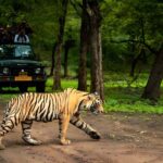 From Delhi: 2 Days 1 Night Ranthambore Tiger Safari Tour - Getting to Ranthambore: The Journey and Its Value