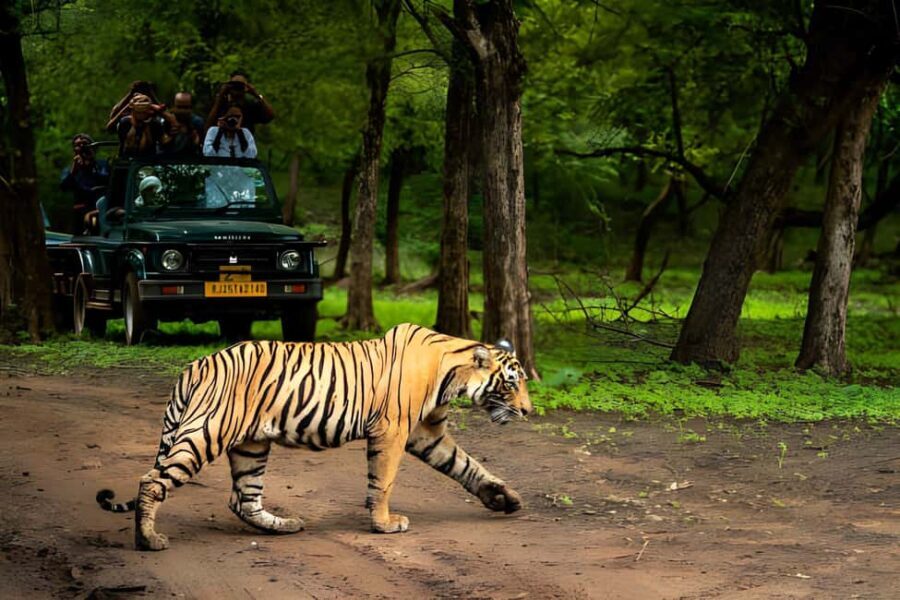 From Delhi: 2 Days 1 Night Ranthambore Tiger Safari Tour - Getting to Ranthambore: The Journey and Its Value