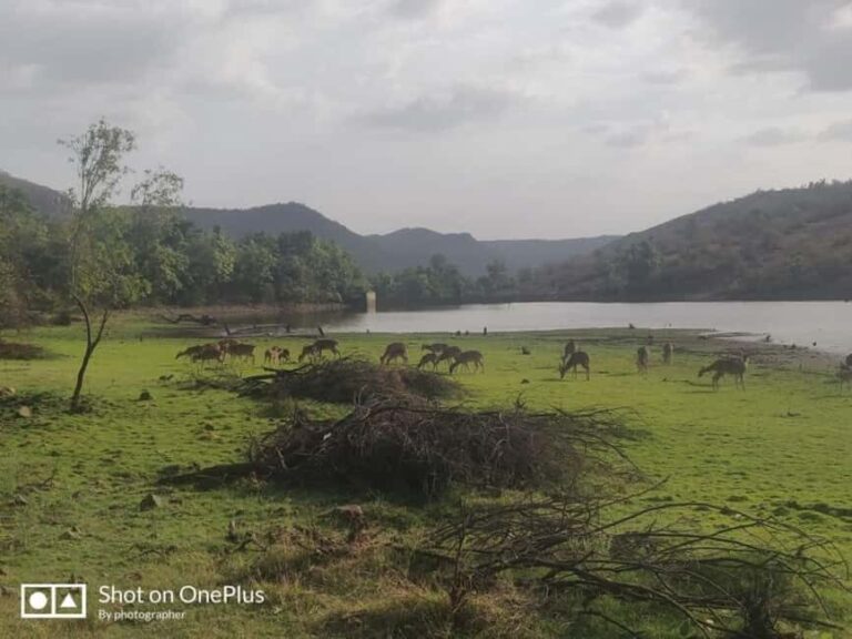 From Delhi: 3-Days Jaipur & Ranthambore Wildlife Safari Tour - Second Day: Wildlife Safaris in Ranthambore National Park