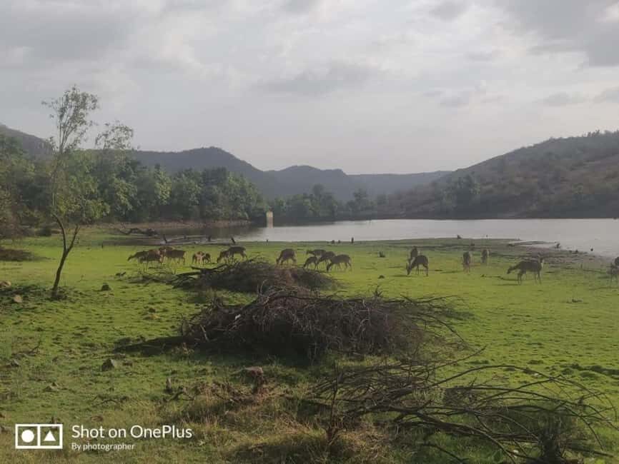 From Delhi: 3-Days Jaipur & Ranthambore Wildlife Safari Tour - Second Day: Wildlife Safaris in Ranthambore National Park