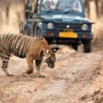 From Delhi: 4-Day Golden Triangle & Ranthambore Guided Tour - Deep Dive: Why This Tour Works for You