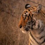 From Delhi: 4-Day Golden Triangle & Ranthambore Tiger Safari - What We Love and Consider