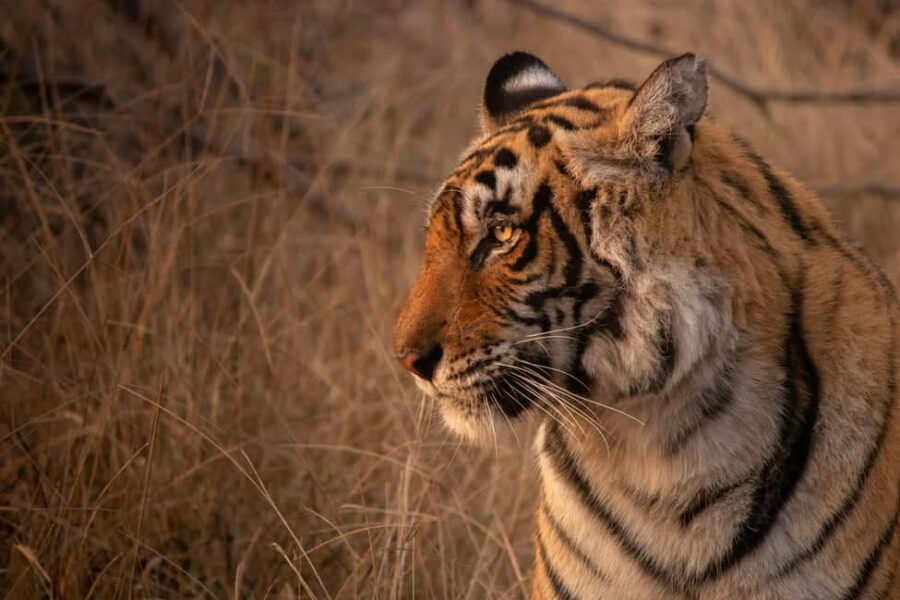 From Delhi: 4-Day Golden Triangle & Ranthambore Tiger Safari - What We Love and Consider