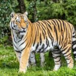 From Delhi: 4-Day Golden Triangle Tour with Tiger Safari - Authentic Details and Genuine Value