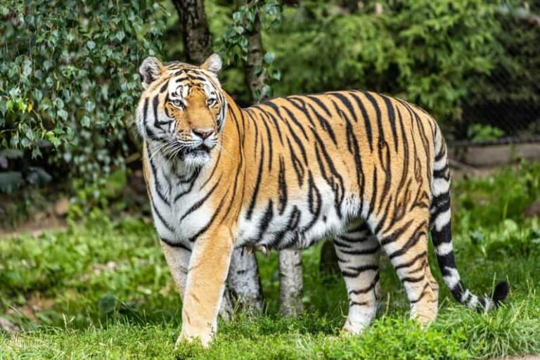 From Delhi: 4-Day Golden Triangle Tour with Tiger Safari - Authentic Details and Genuine Value