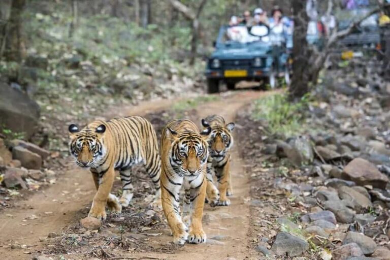 From Delhi: 7-Day Golden Triangle & Ranthambore Tiger Safari - Practical Insights & Tips