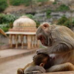 From Delhi: Delhi, Agra & Jaipur Golden Triangle Tour 5 days - FAQ