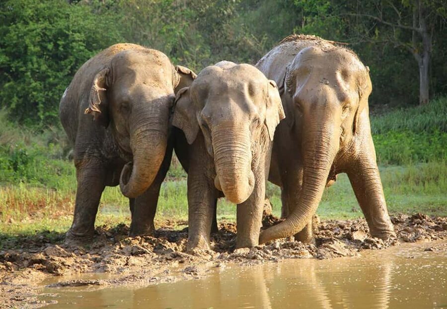 From Delhi : Elephant Conservation and Care Centre -Wildlife - Practical considerations