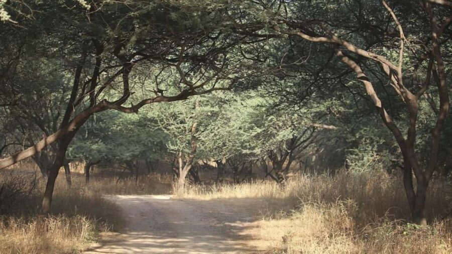 From Delhi: Full-Day Jaipur Tour with Jhalana Safari - A Closer Look at the Itinerary and What Youll Experience