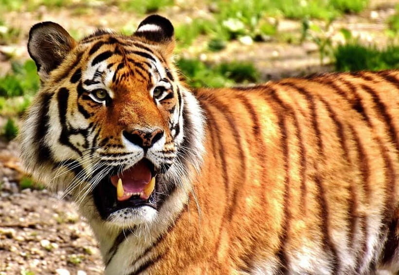 From Delhi: Golden Triangle & Ranthambore Tiger Safari Tour - Practical Details and Travel Tips