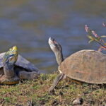 From Delhi : Private Chambal River Safari - Who Should Consider This Tour?