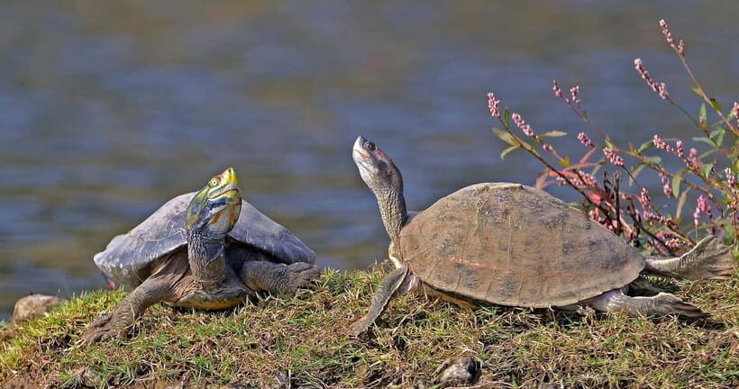 From Delhi : Private Chambal River Safari - Who Should Consider This Tour?