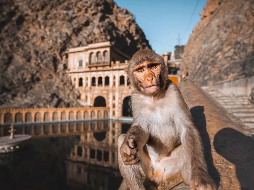 From Delhi: Private Jaipur City Tour with Monkey Temple - What Makes This Tour Stand Out?