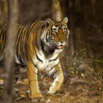 From Delhi: Ranthambore Tiger Safari with Accommodation - The Sum Up: Is This Tour Right for You?