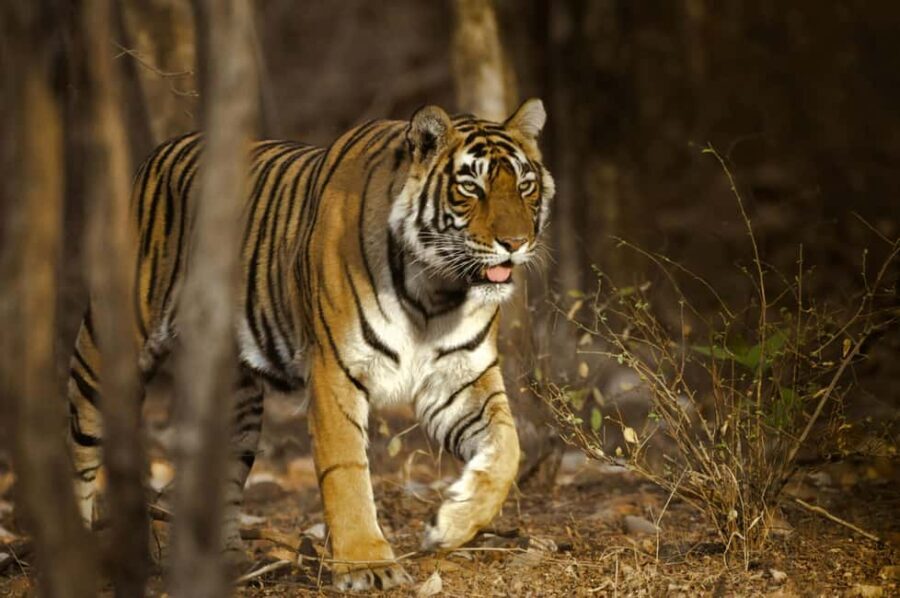 From Delhi: Ranthambore Tiger Safari with Accommodation - The Sum Up: Is This Tour Right for You?