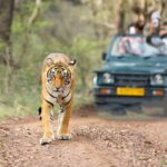 From Delhi: Same-Day Wildlife Safari at Sriska and Jhalna - Practical Details